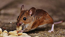 24 Hour & Emergency Exterminators in Dept Navy Fed Credit Union, DC
